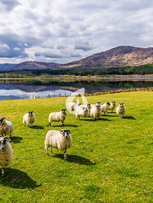 sheep in a field beside Loch Eil near to Fort William, Scotland