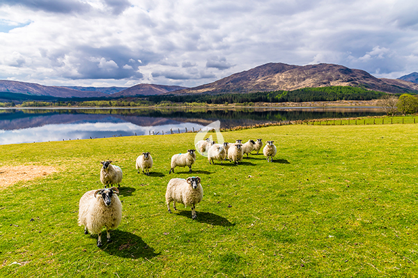 sheep in a field beside Loch Eil near to Fort William, Scotland